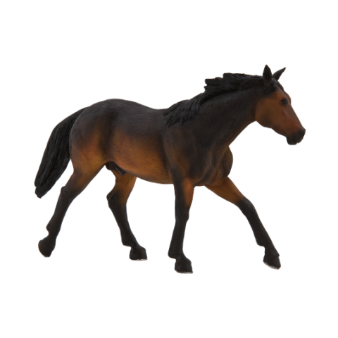 American Quarter Horse braun